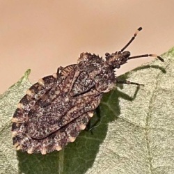 Aradus ribauti
